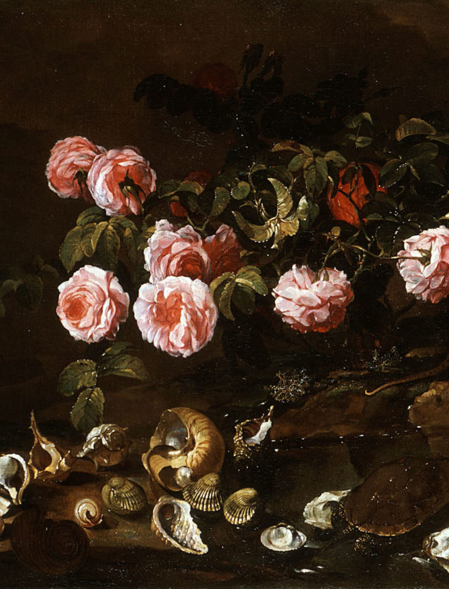 Non c’è rosa senza spina