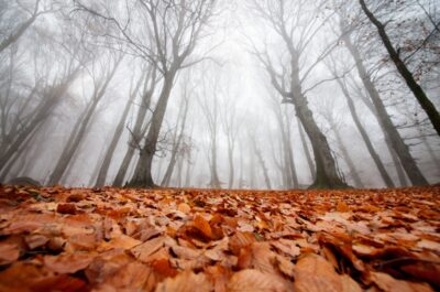 Affidati alla Terra e al Cielo