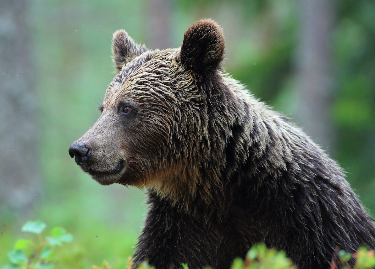 La danza dell’orso