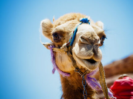 L’arabo e il cammello
