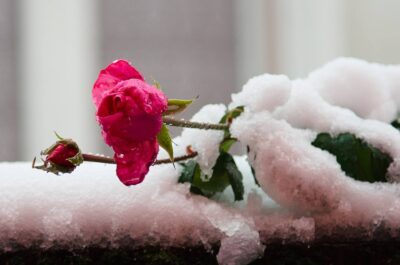 La rosa e la neve