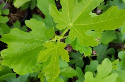 Tutte foglie, niente frutti