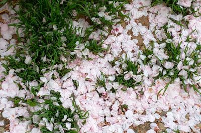 Di rami d’ulivo, di fili d’erba e di ogni ogni albero in fiore