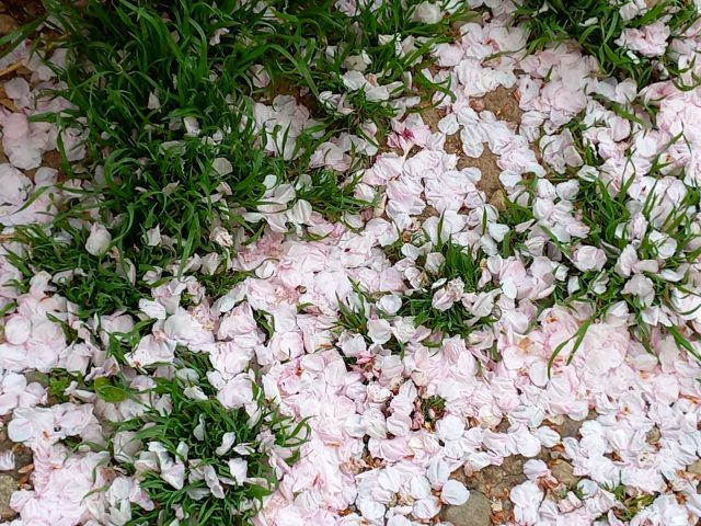 Di rami d’ulivo, di fili d’erba e di ogni ogni albero in fiore