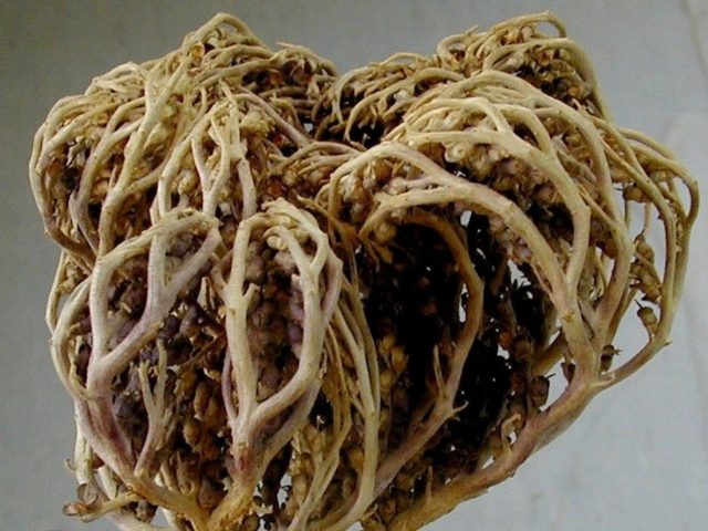 Anastatica (una vacanza intorno a un filo d’erba)
