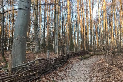 Quel deserto senza nemmeno un albero