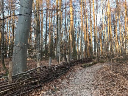 Quel deserto senza nemmeno un albero